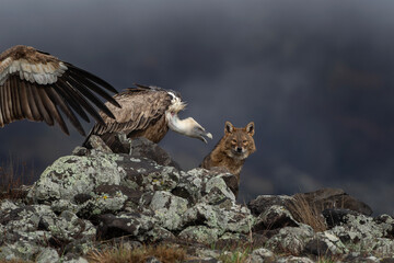 Golden jackal searching for food between griffon vultures in the Rhodope mountains. Jackal moving...