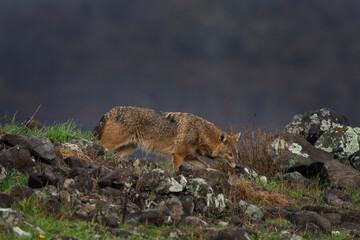 Naklejka na ściany i meble Golden jackal searching for food in the Rhodope mountains. Jackal moving in the Bulgaria mountains. Carnivore during winter. European nature. Canine predator on the rock. 
