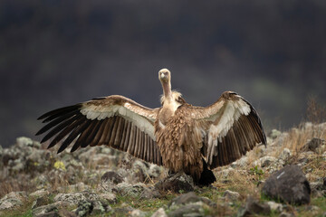 Griffon vultures in the Rhodope mountains. Vultures are sitting on the peak of mountains in Bulgaria. Carnivore during winter. European nature. 