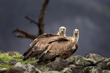 Fototapeta premium Griffon vultures in the Rhodope mountains. Vultures are sitting on the peak of mountains in Bulgaria. Carnivore during winter. European nature. 