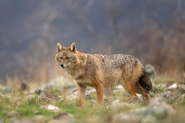 Golden jackal searching for food in the Rhodope mountains. Jackal moving in the Bulgaria mountains. Carnivore during winter. European nature.  Canine predator on the rock. 