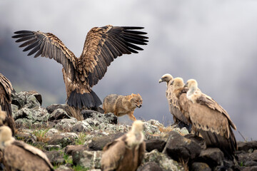 Golden jackal searching for food between griffon vultures in the Rhodope mountains. Jackal moving in the Bulgarian mountains. Vultures sit on the peak of the rock. Jackal is fighting with vultures. 