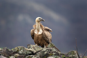 Griffon vultures in the Rhodope mountains. Vultures are sitting on the peak of mountains in Bulgaria. Carnivore during winter. European nature. 