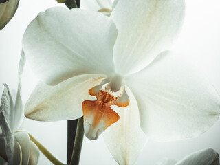 White orchid flower on white background, close up. Beautiful phalaenopsis orchid for poster,...