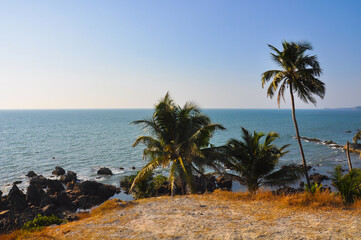 Fototapeta na wymiar Wild beach with palm trees and stones on the seashore in Arambol, Goa, India