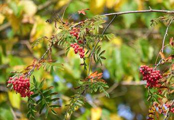 Detailblick auf mehrere reife rote Früchte, Vogelbeeren, an Zweigen einer Eberesche im...