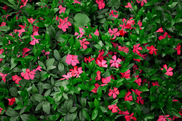 Fototapeta na wymiar Bright pink flowers on background of green leaves.
