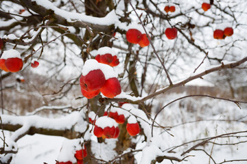 Red apples on a tree in winter. All the fruits are in the snow. Many vitamins in autumn fruits and vegetables. Copy space