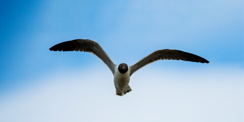 Laughing Gull at Jekyll Island South Beach