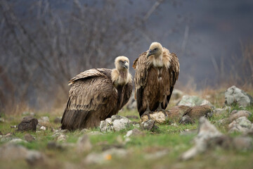 Griffon vultures in the Rhodope mountains. Vultures are sitting on the peak of mountains in Bulgaria. Carnivore during winter. European nature. 
