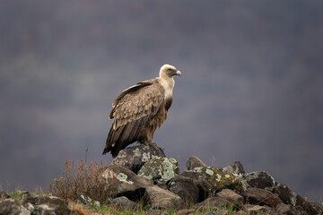 Griffon vultures in the Rhodope mountains. Vultures are sitting on the peak of mountains in Bulgaria. Carnivore during winter. European nature. 