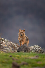 Golden jackal searching for food in the Rhodope mountains. Jackal moving in the Bulgaria mountains. Carnivore during winter. European nature.  Canine predator on the rock. 