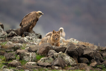 Golden jackal searching for food between griffon vultures in the Rhodope mountains. Jackal moving in the Bulgarian mountains. Vultures sit on the peak of the rock. Jackal is fighting with vultures. 