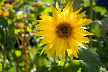 Yellow head of a sunflower (Helianthus annuus) in a green garden