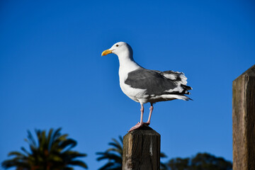 Western gull (Larus occidentalis) in San Francisco, California