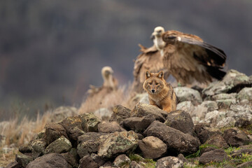 Golden jackal searching for food between griffon vultures in the Rhodope mountains. Jackal moving in the Bulgarian mountains. Vultures sit on the peak of the rock. Jackal is fighting with vultures. 