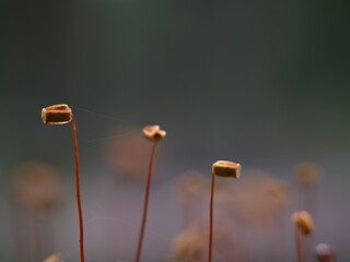 poppy seed heads