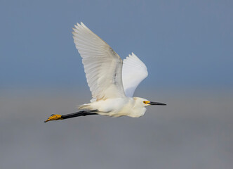 Fototapeta na wymiar Snowy Egret with wings up at Jekyll Island South Beach