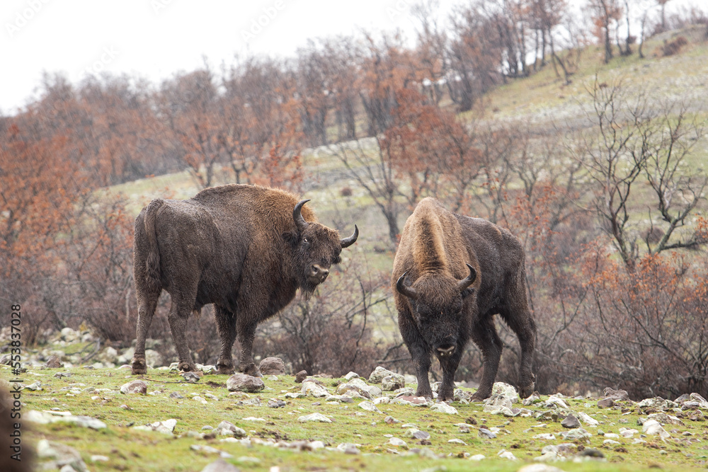 Poster European bison in the Rhodope mountains. rare bison in the bulgariaś park. Strong bull in the raining mountains. Bulgaria nature. 