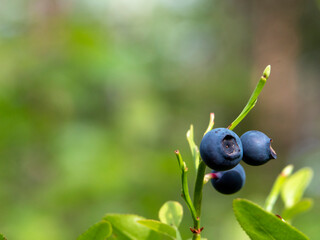 blueberries on a bush
