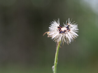 seed head