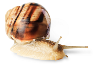 Natural small garden snail on the desk