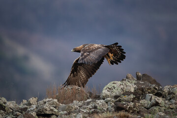 Golden eagle in the Rhodope mountains. Eagle is flying in the Bulgaria's mountains. Carnivore during winter. European nature. Ornithology in Bulgaria