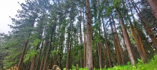 Peaceful pine forest in wet zone