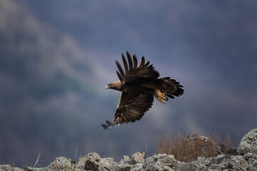 Fototapeta premium Golden eagle in the Rhodope mountains. Eagle is flying in the Bulgaria's mountains. Carnivore during winter. European nature. Ornithology in Bulgaria