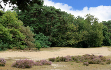 view in cross border park Kalmthout Heath, Belgium 