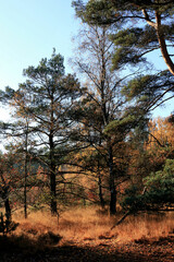 Fototapeta na wymiar trees in cross border park Kalmthout Heath, Belgium 