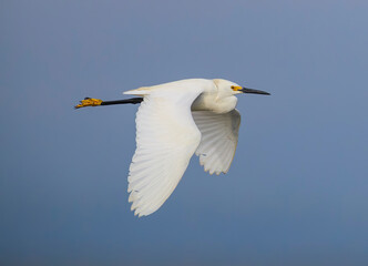 Fototapeta na wymiar Snowy Egret with wings down at Jekyll Island South Beach