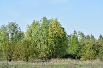 Natural spring landscape consisting of tall trees.