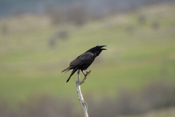 Common raven in the Rhodope mountains. The raven is cawing on the branch. Black bird in Bulgaria nature. European nature. Ornithology in Bulgaria