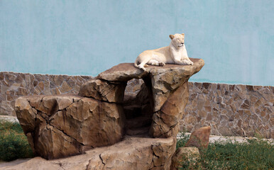 lioness lies resting on a stone in the park animal sanctuary, safari for lions © ds17