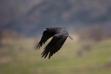 Common raven in the Rhodope mountains. The raven is flying in the Bulgaria's mountains. Black bird on the sky. European nature. Ornithology in Bulgaria