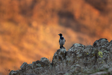 Hooded crow in the Rhodope mountains. The crow is sitting on the rock. Black and gray bird in Bulgaria nature. European nature. Ornithology in Bulgaria - obrazy, fototapety, plakaty