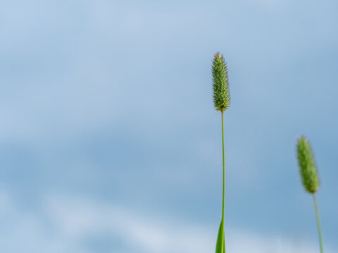 Timothy (Phleum pratense) against blue sky