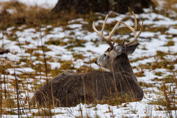 Trophy White-tailed (Odocoileus virginianus) buck bedded down during winter in Wisconsin. Selective focus, background blur and foreground blur.
