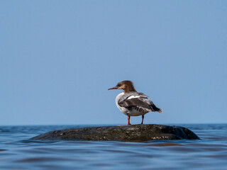 Closeup of a Common Merganser standing on a stone in the middle of the sea under a blue sky