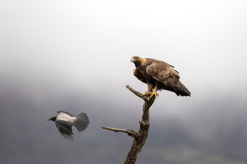 Golden eagle in the Rhodope mountains. Eagle is watching around on the branch. Carnivore during winter. European nature. Ornithology in Bulgaria