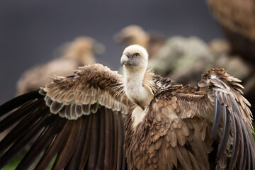 Griffon vultures in the Rhodope mountains. Vultures are sitting on the peak of mountains in Bulgaria. Carnivore during winter. European nature. 