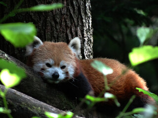 red panda in tree