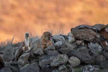 Golden jackal searching for food between griffon vultures in the Rhodope mountains. Jackal moving in the Bulgarian mountains. Vultures sit on the peak of the rock. Jackal is fighting with vultures. 