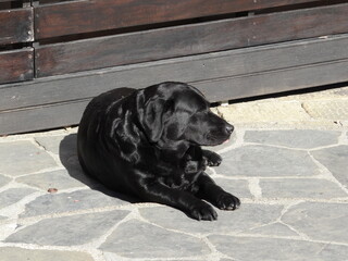 black labrador retriever