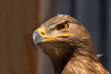 Headshot of a brown falcon bird