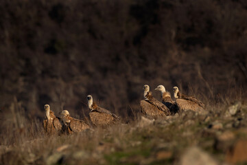 Griffon vultures in the Rhodope mountains. Vultures are sitting on the peak of mountains in Bulgaria. Carnivore during winter. European nature. 