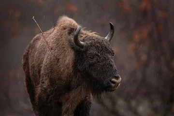 Afwasbaar Fotobehang Bizon European bison in the Rhodope mountains. rare bison in the bulgariaś park. Strong bull in the raining mountains. Bulgaria nature. 