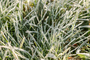 Frosty grass with shiny ice frost in snowy forest park. Plants covered hoarfrost and in snow. Tranquil peacful winter nature. Extreme north low temperature, cool winter weather outdoor