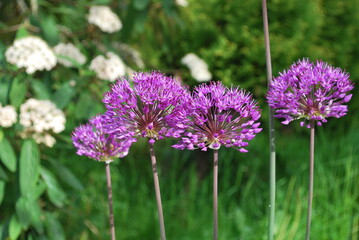 decorative purple garlic flowers